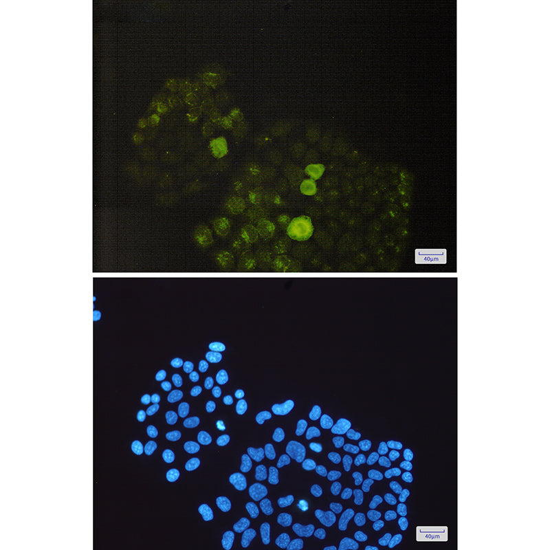 Anti-Phospho-PTP1B (Ser352) Rabbit Monoclonal Antibody