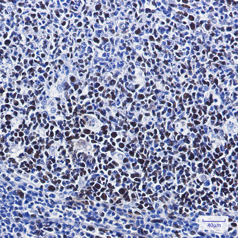 Anti-Phospho-MCM2 (Ser41) Rabbit Monoclonal Antibody