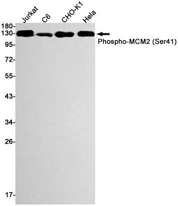Anti-Phospho-MCM2 (Ser41) Rabbit Monoclonal Antibody