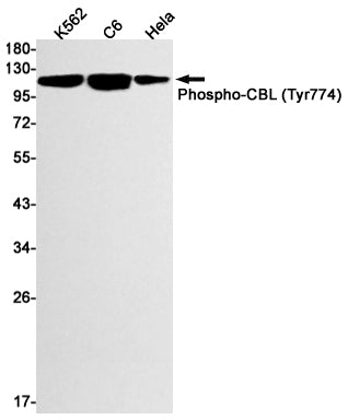 Anti-Phospho-CBL (Tyr774) Rabbit Monoclonal Antibody