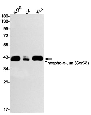 Anti-Phospho-c-Jun (Ser63) Rabbit Monoclonal Antibody