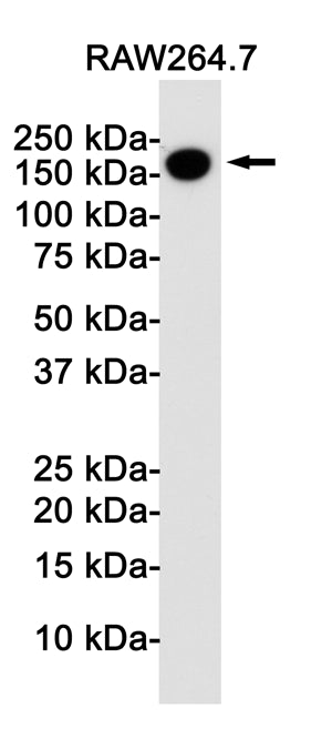 Anti-CD11b Rabbit Monoclonal Antibody