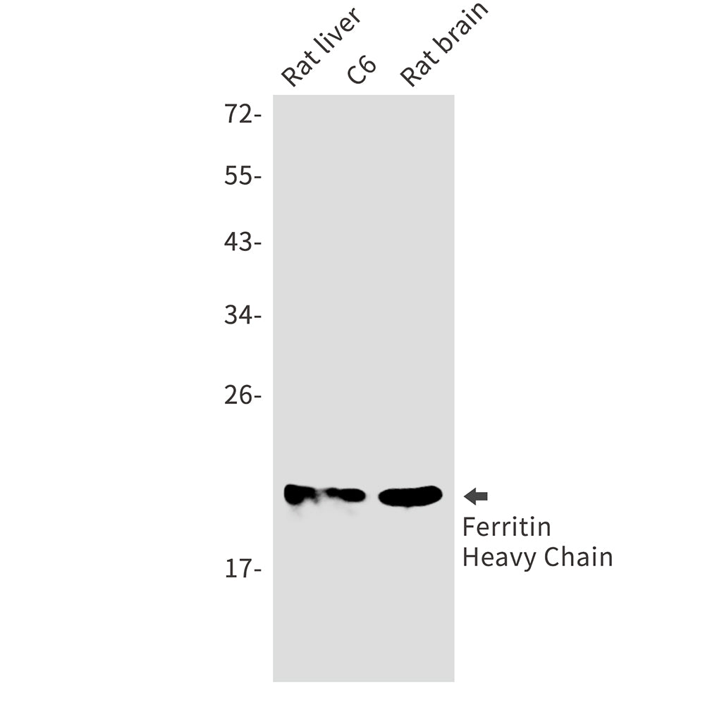 Anti-Ferritin Heavy Chain Rabbit Monoclonal Antibody