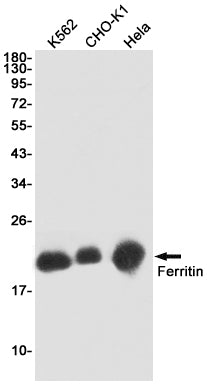 Anti-Ferritin Heavy Chain Rabbit Monoclonal Antibody
