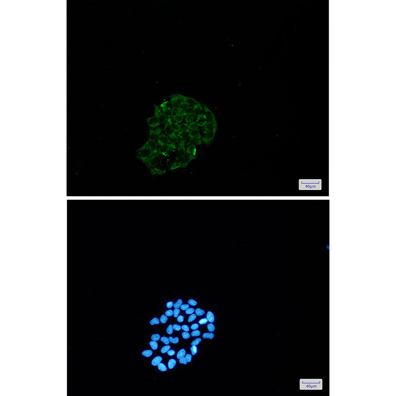 Anti-BNIP3 Rabbit Monoclonal Antibody
