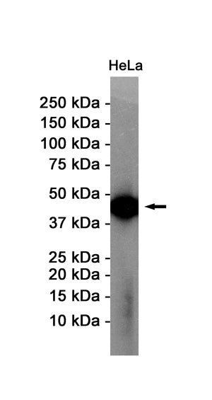 Anti-alpha Skeletal Muscle Actin Rabbit Monoclonal Antibody