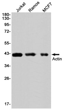 Anti-alpha Skeletal Muscle Actin Rabbit Monoclonal Antibody