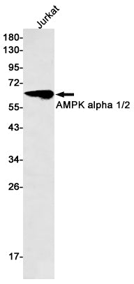 Anti-AMPK alpha Rabbit Monoclonal Antibody