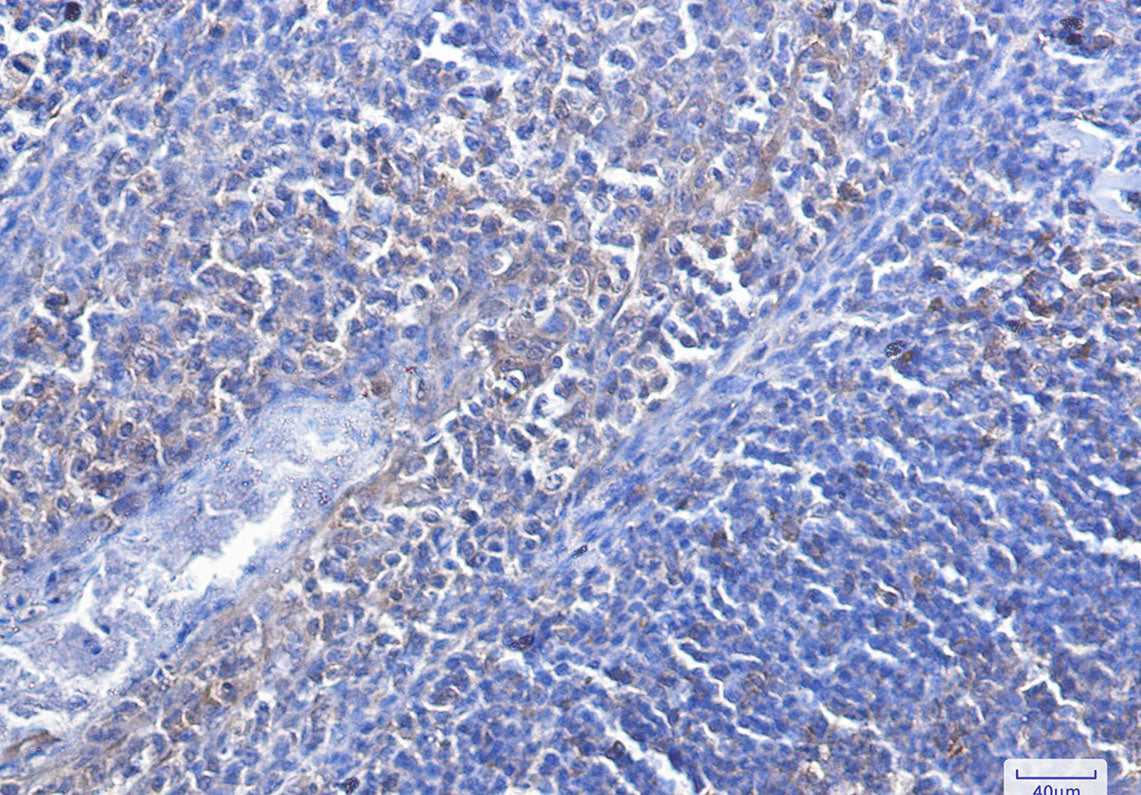 Anti-Caspase 3 Rabbit Monoclonal Antibody