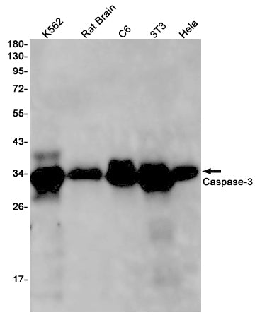 Anti-Caspase 3 Rabbit Monoclonal Antibody