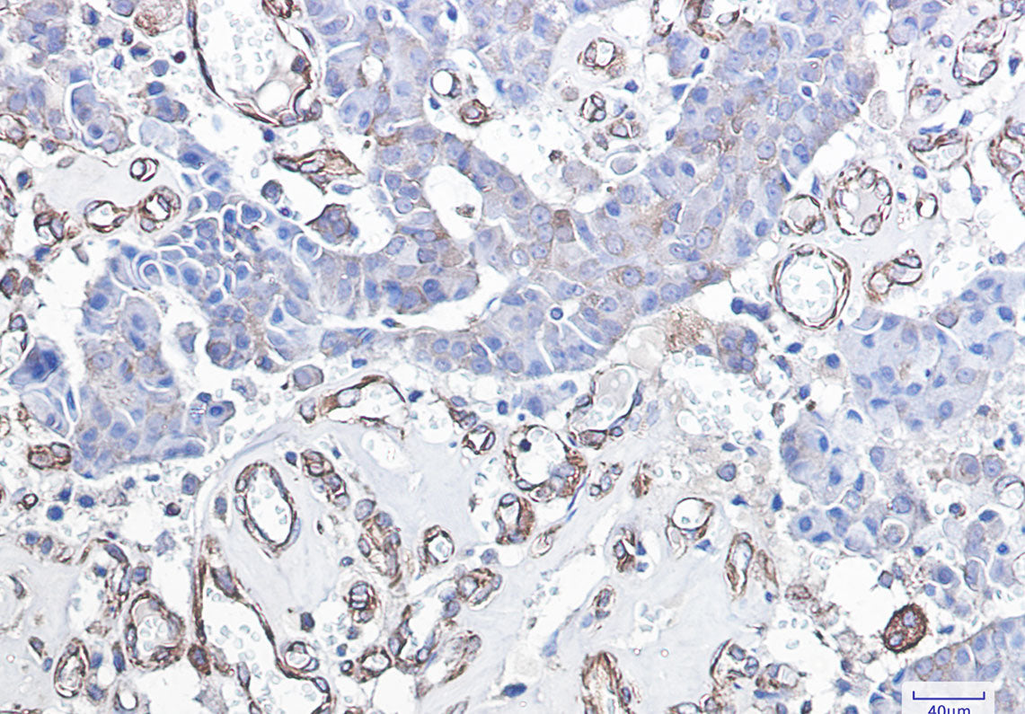 Anti-DDIT3 Rabbit Monoclonal Antibody