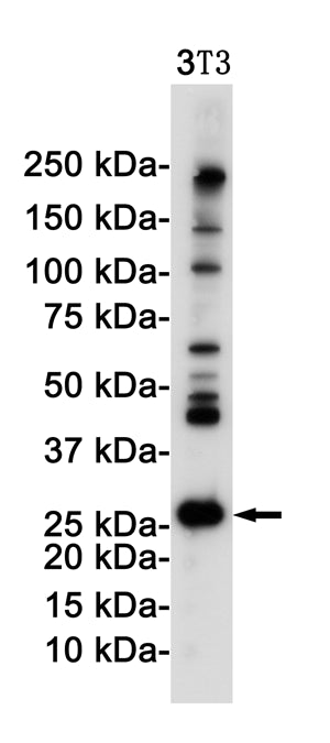 Anti-DDIT3 Rabbit Monoclonal Antibody