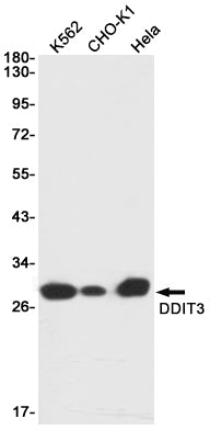 Anti-DDIT3 Rabbit Monoclonal Antibody