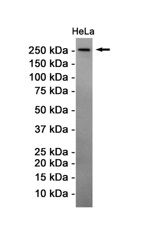 Anti-ATM Rabbit Monoclonal Antibody