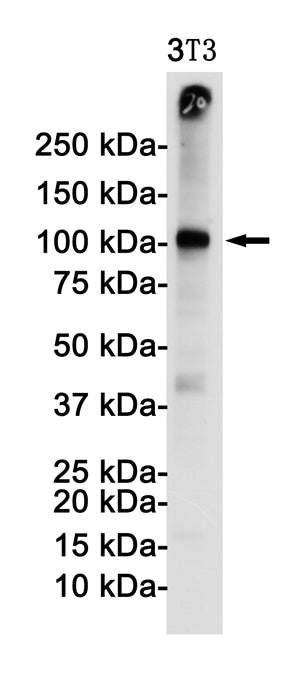 Anti-VCAM1 Rabbit Monoclonal Antibody