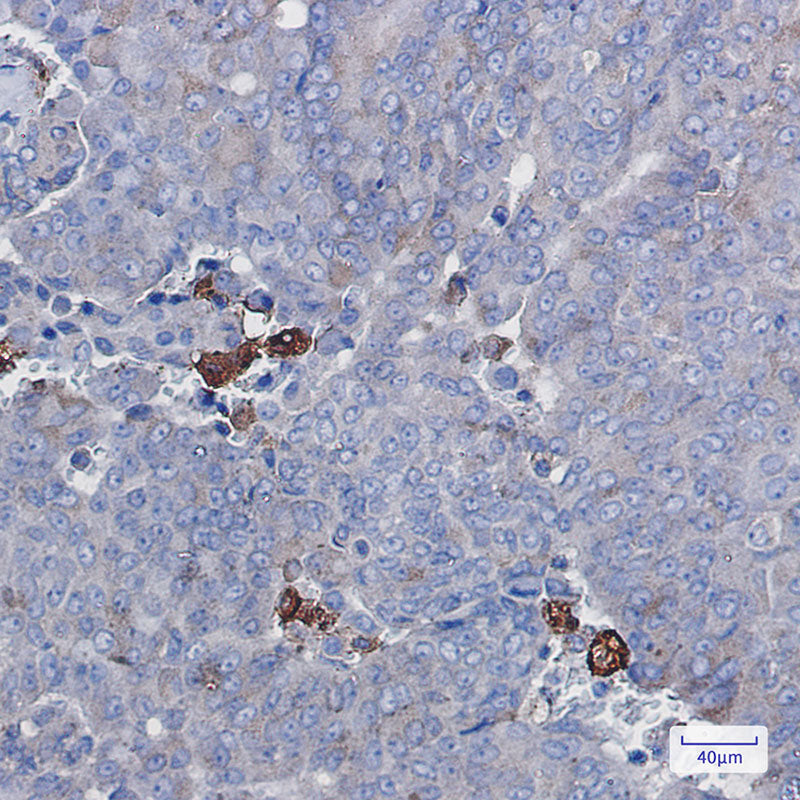 Anti-Amyloid Precursor Protein Rabbit Monoclonal Antibody