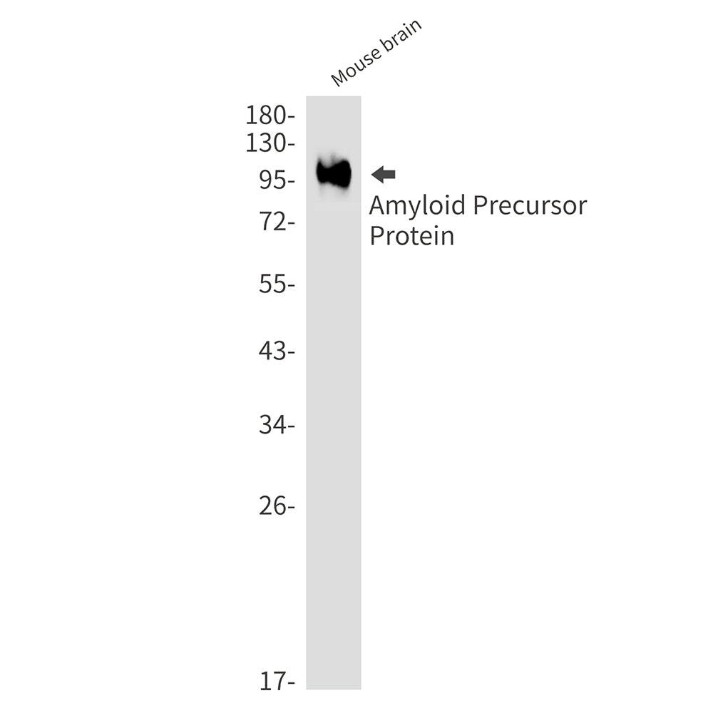 Anti-Amyloid Precursor Protein Rabbit Monoclonal Antibody