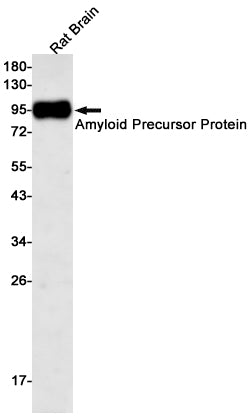 Anti-Amyloid Precursor Protein Rabbit Monoclonal Antibody