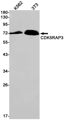 Anti-CDK5RAP3 Rabbit Monoclonal Antibody