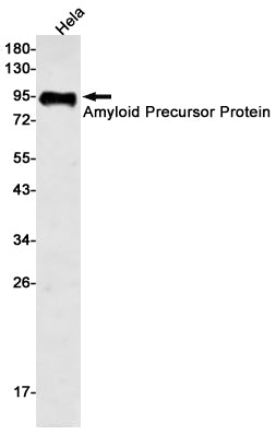 Anti-Amyloid Precursor Protein Rabbit Monoclonal Antibody