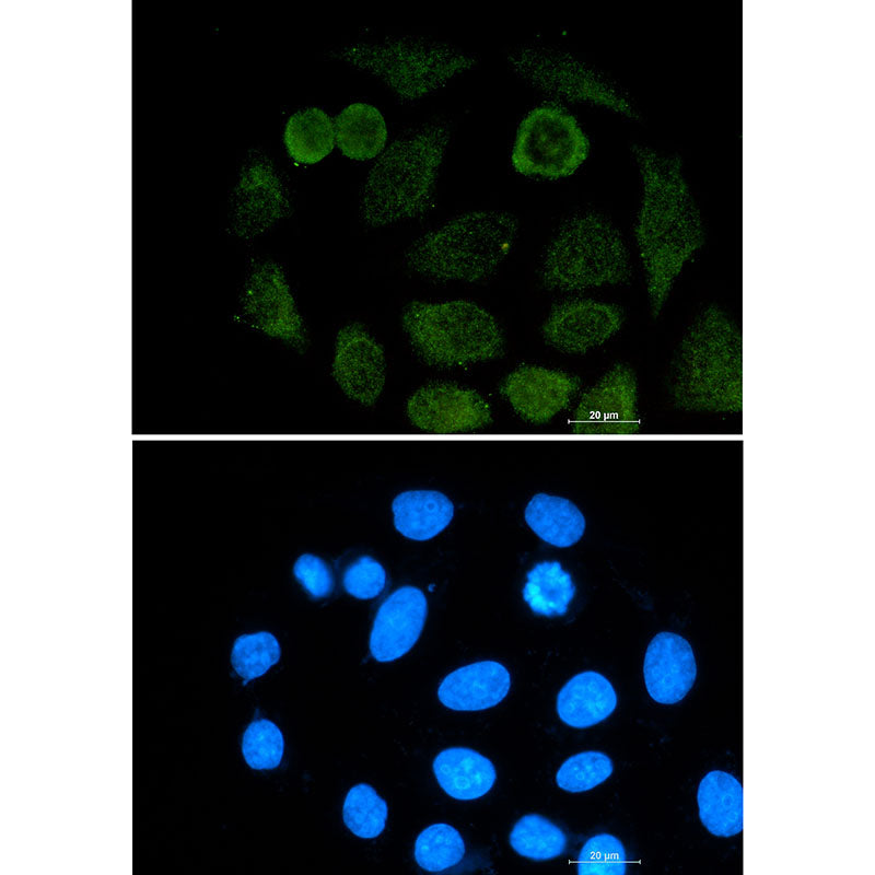 Anti-ATF2 Rabbit Monoclonal Antibody