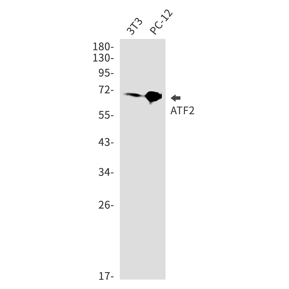 Anti-ATF2 Rabbit Monoclonal Antibody
