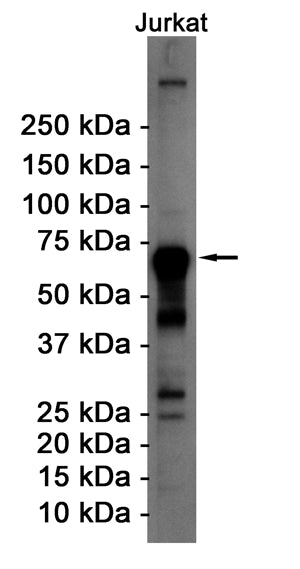 Anti-ATF2 Rabbit Monoclonal Antibody