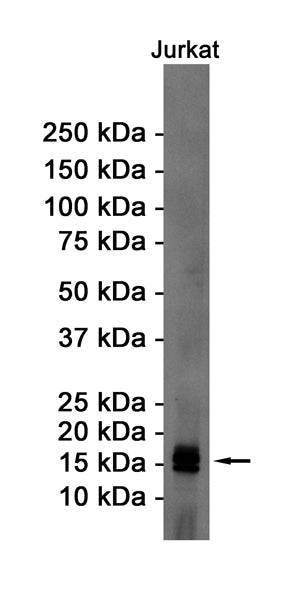 Anti-eIF5A Rabbit Monoclonal Antibody