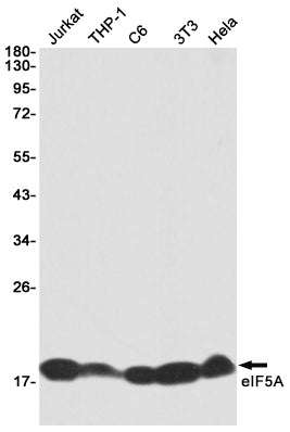 Anti-eIF5A Rabbit Monoclonal Antibody