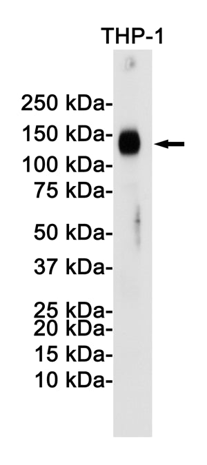 Anti-LAMP2 Rabbit Monoclonal Antibody