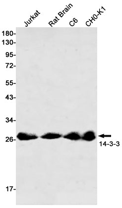 Anti-14-3-3 Rabbit Monoclonal Antibody