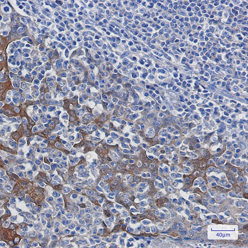Anti-14-3-3 Rabbit Monoclonal Antibody