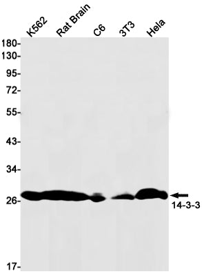 Anti-14-3-3 Rabbit Monoclonal Antibody