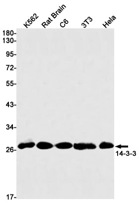 Anti-14-3-3 Rabbit Monoclonal Antibody