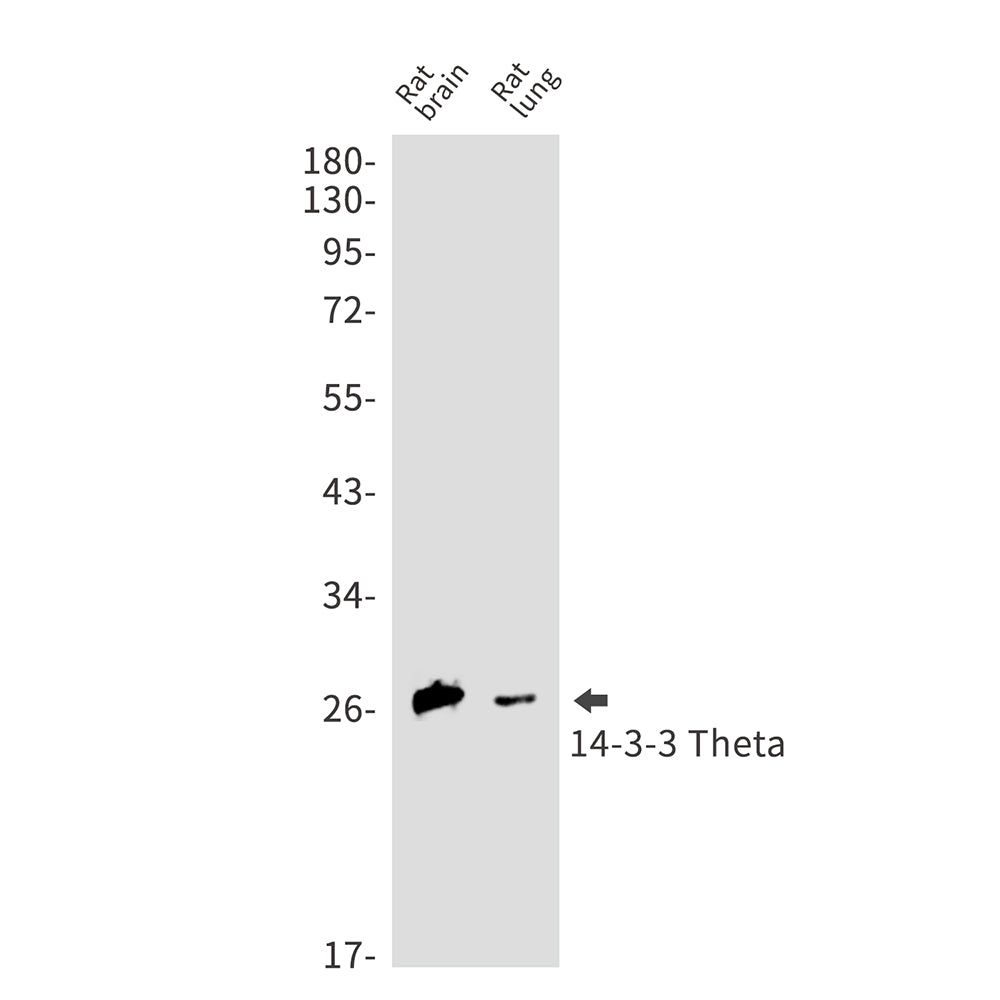 Anti-14-3-3 theta Rabbit Monoclonal Antibody