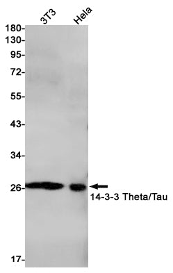 Anti-14-3-3 theta Rabbit Monoclonal Antibody