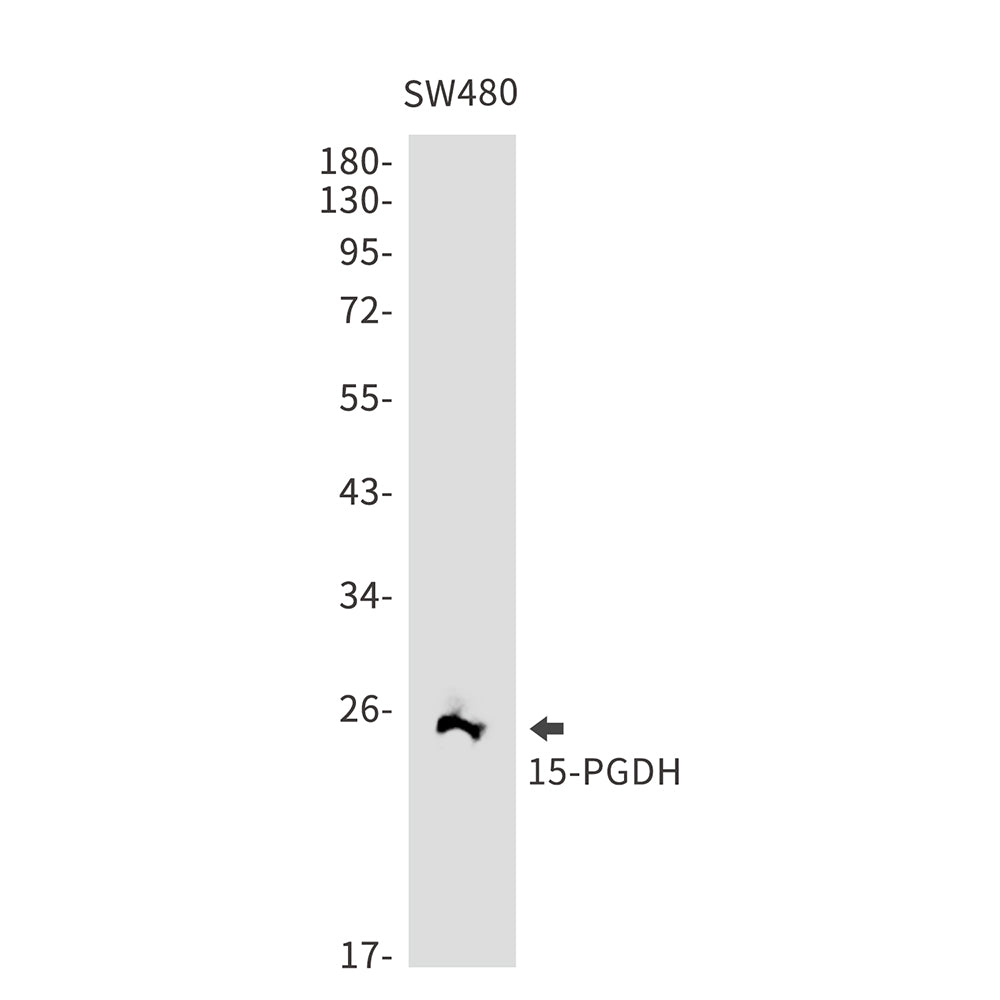 Anti-15 PGDH Rabbit Monoclonal Antibody