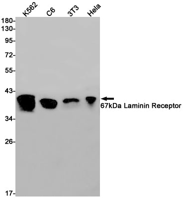 Anti-67kDa Laminin Receptor Rabbit Monoclonal Antibody