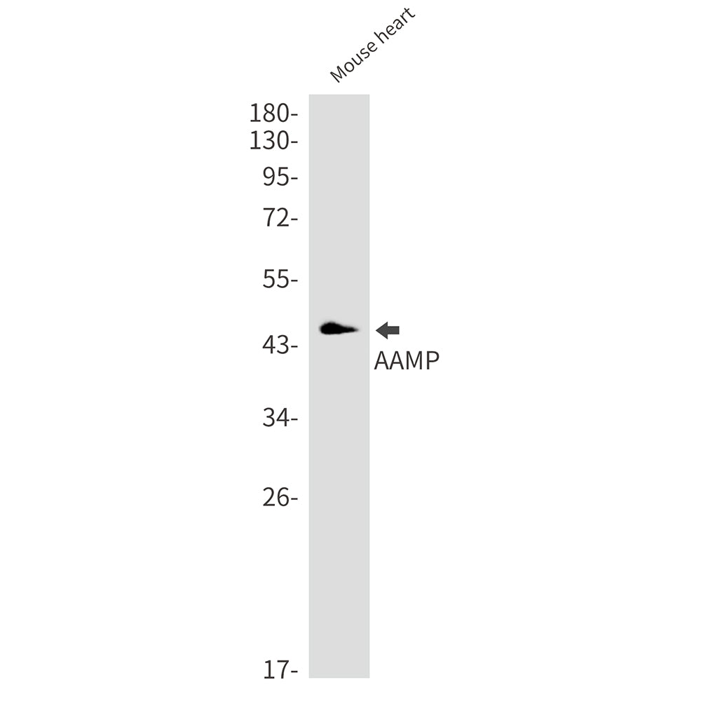 Anti-AAMP Rabbit Monoclonal Antibody