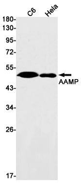 Anti-AAMP Rabbit Monoclonal Antibody