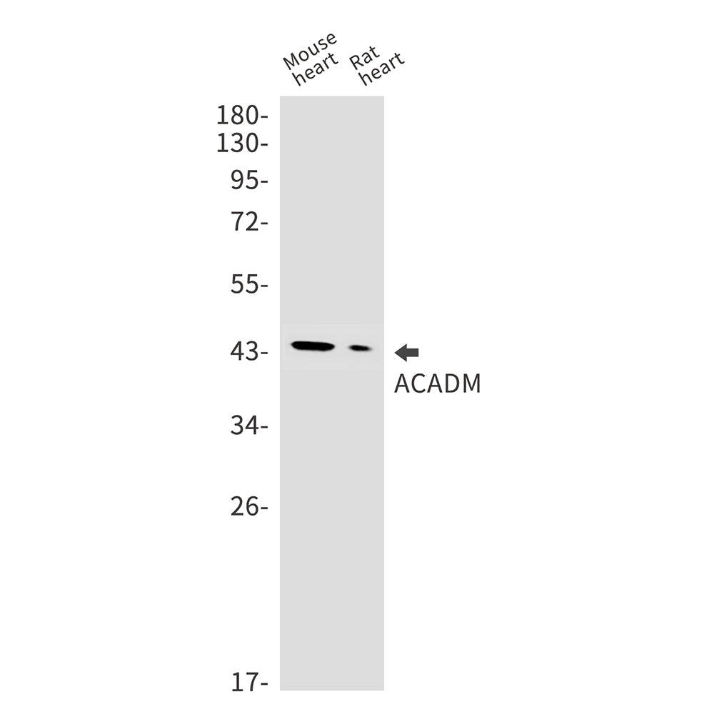 Anti-ACADM Rabbit Monoclonal Antibody