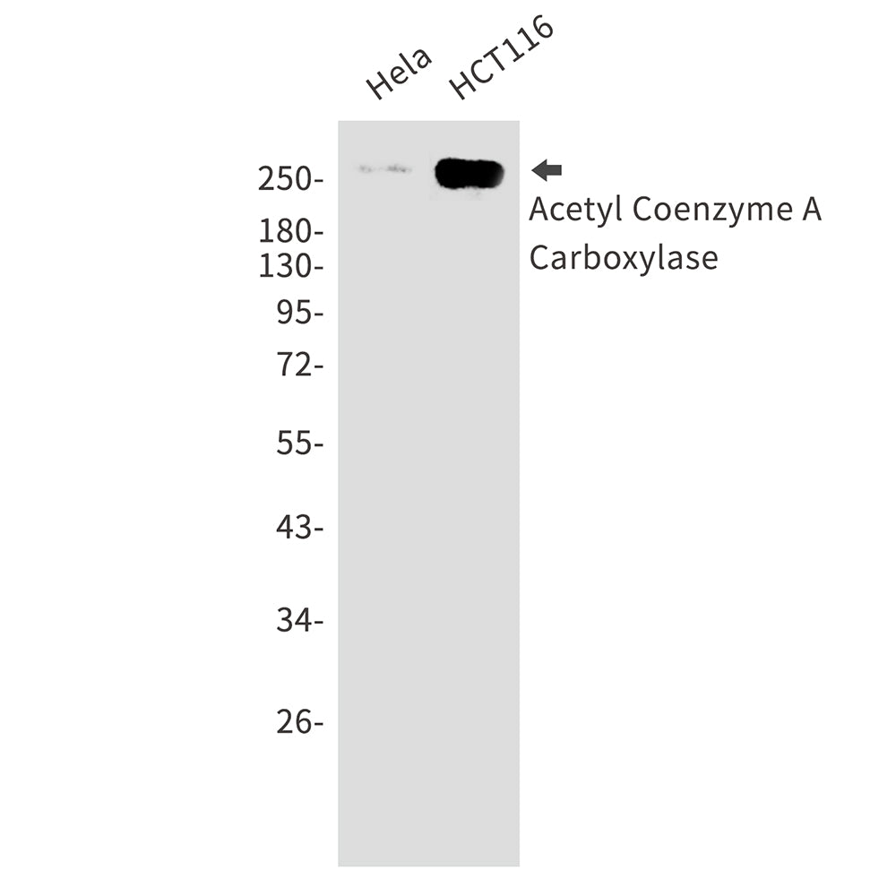 Anti-Acetyl Coenzyme A Carboxylase Rabbit Monoclonal Antibody