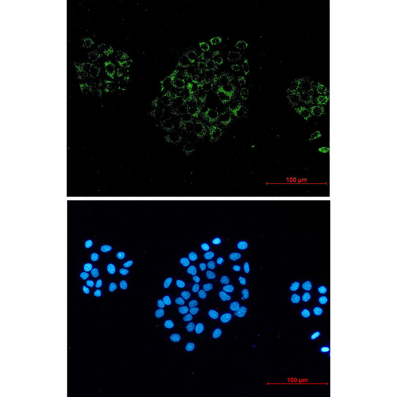 Anti-ACOX1 Rabbit Monoclonal Antibody