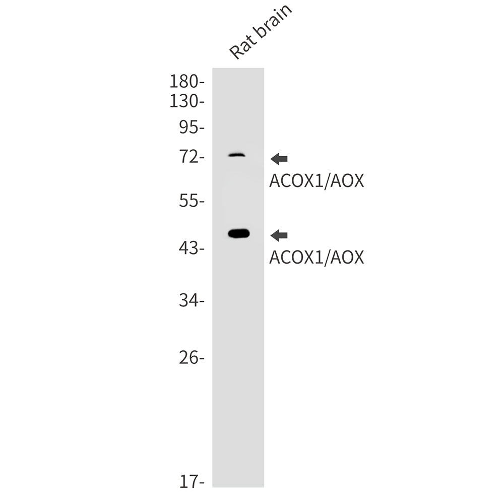 Anti-ACOX1 Rabbit Monoclonal Antibody