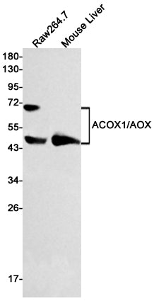 Anti-ACOX1 Rabbit Monoclonal Antibody