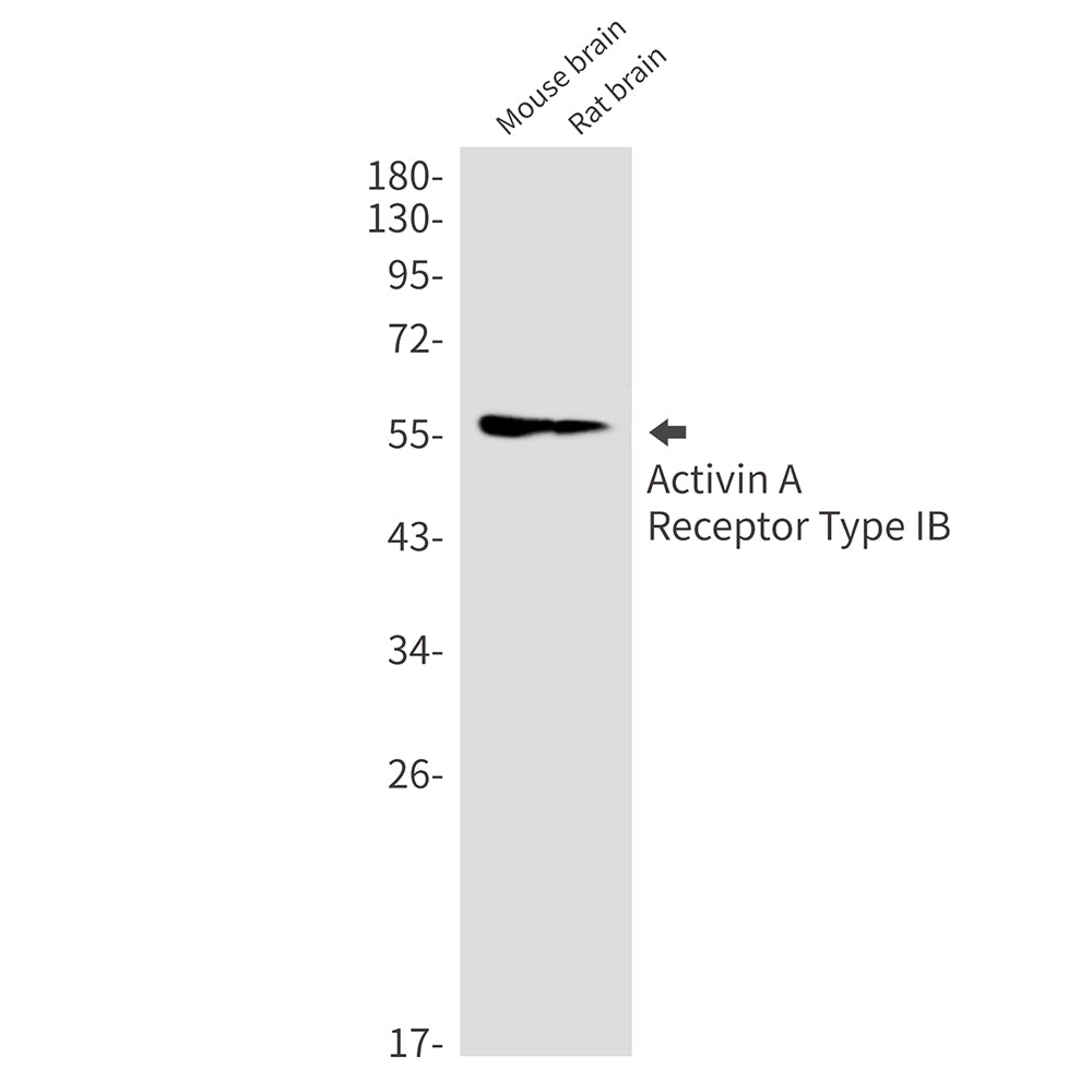 Anti-Activin A Receptor Type IB Rabbit Monoclonal Antibody