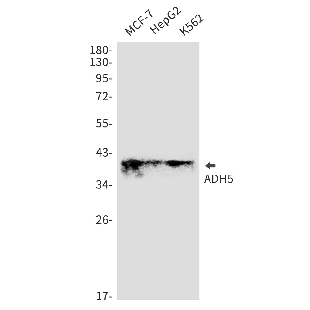 Anti-ADH5 Rabbit Monoclonal Antibody