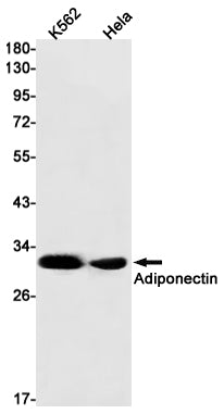 Anti-Adiponectin Rabbit Monoclonal Antibody