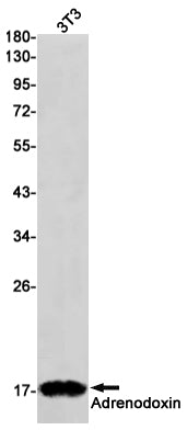 Anti-Adrenodoxin Rabbit Monoclonal Antibody