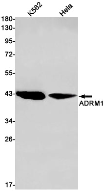 Anti-ADRM1 Rabbit Monoclonal Antibody